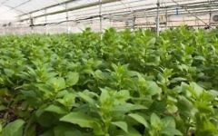 Une serre de tabac CollPlant, utilisée pour le collagène humain. La technologie de Collplant a été développée à l'Université hébraïque et commercialisée par Yissum (Crédit : autorisation)