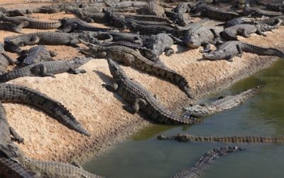 Des crocodiles dans le désert de Arava, 21 novembre 2011 (Crédit : Liron Almog/Flash90)