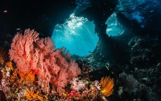 Récifs de Raja Ampat, Indonésie. Credit: Shawn Heinrichs (PRNewsFoto/Vulcan Inc.)