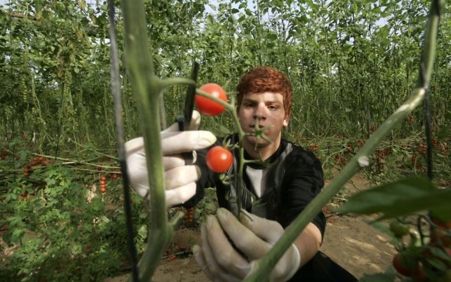 Un agriculteur palestinien cueillant des tomates pour l'exportation à Khan Younis, dans la bande de Gaza, le 2 mars 2011 (Crédit : Abed Rahim Khatib / flash 90)