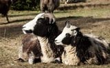 Molly et Leah, deux membres du troupeau des Lewinsky. Les moutons sont prisés pour leur fourrure pointillée et tachetée, bien qu'ils n'en restent que quelques centaines dans le monde. (Crédit : autorisation Gil Lewinsky/Mustard Seed Imaging)