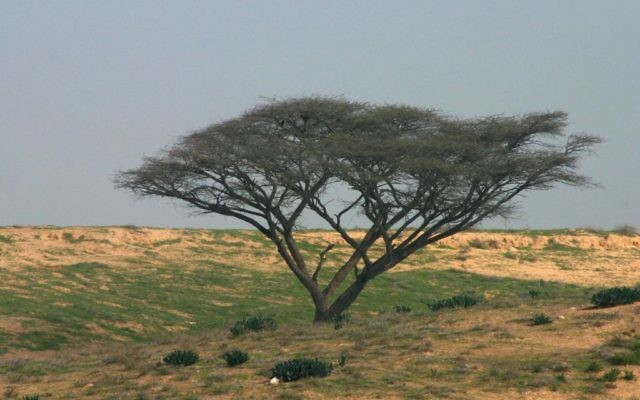 Un acacia sur la route Besor Scenic du Fonds national juif, dans le Néguev. (Crédit : Shmuel Bar-Am)