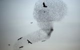 Une photo prise le 28 décembre 2015 montre une murmuration d'étourneaux effectuant leur danse traditionnelle avant d'atterrir pour dormir près de la ville de Rahat, dans nord du désert du Néguev nord. (AFP PHOTO / MENAHEM KAHANA)