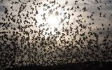 Une photo prise le 28 décembre 2015 montre une murmuration d'étourneaux effectuant leur danse traditionnelle avant d'atterrir pour dormir près de la ville de Rahat, dans nord du désert du Néguev nord. (AFP PHOTO / MENAHEM KAHANA)