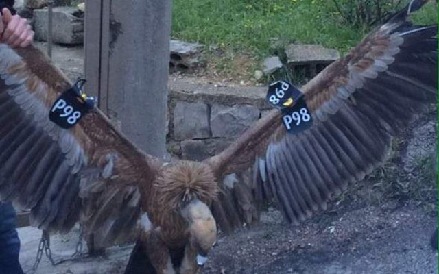 Un vautour marqué par l'autorité de la nature et des parcs israéliens qui a été capturé et considéré comme un « espion » par des personnes dans le sud du Liban la 25 janvier 2016 (Crédit : Capture d'écran Twitter) Un vautour marqué par l'autorité de la nature et des parcs israéliens qui a été capturé et considéré comme un « espion » par des personnes dans le sud du Liban la 25 janvier 2016 (Crédit : Capture d'écran Twitter)