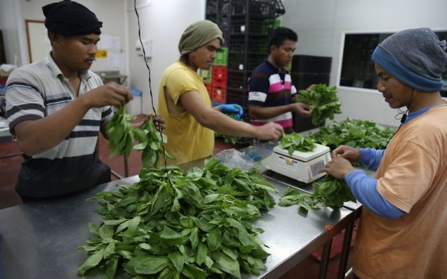 Photo d'illustration : Des ouvriers agricoles thaïlandais rassemblent des feuilles de basilic des champs d'épices et d'herbes du village juif de Naama, près de Jéricho, dans la vallée du Jourdain, le 25 mars 2014. (Crédit : Nati Shohat/Flash 90.) Photo d'illustration : Des ouvriers agricoles thaïlandais rassemblent des feuilles de basilic des champs d'épices et d'herbes du village juif de Naama, près de Jéricho, dans la vallée du Jourdain, le 25 mars 2014. (Crédit : Nati Shohat/Flash 90.)
