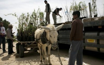 Des membres de la délégation au sein du Comité international de la Croix Rouge à Gaza, déchargent les amandiers d'un chariot à Wadi al-Salqa, près de la frontière de Gaza avec Israël, le 2 mars 2016. (Crédit : AFP / SAID KHATIB)