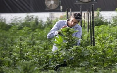 Un ingénieur agricole israélien inspecte un plan de marijuana de la serre de B.O.L. Pharma, dans la deuxième plus grande plantation de cannabis médicinal du pays, près de Kfar Pines, dans le nord d'Israël, le 9 mars 2016. (Crédit : Jack Guez/AFP)
