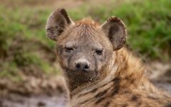 Une hyène sauvage en Tanzanie, en Afrique, le 10 avril 2014 (Crédit : Doron Horowitz / Flash90)