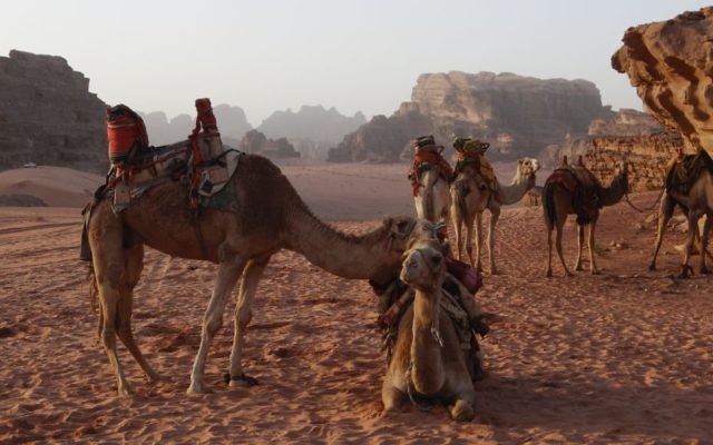 Des chameaux au repos dans le désert du Wadi Rum en Jordanie, le 8 février 2013 (Crédit : Lucie Mars / flash 90) Des chameaux au repos dans le désert du Wadi Rum en Jordanie, le 8 février 2013 (Crédit : Lucie Mars / flash 90)