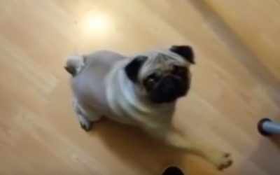 Buddha, un chien écossais dont le maître lui a appris a lever la patte droite au son de "Sieg heil". (Crédit : capture d'écran YouTube/Count Dankula)