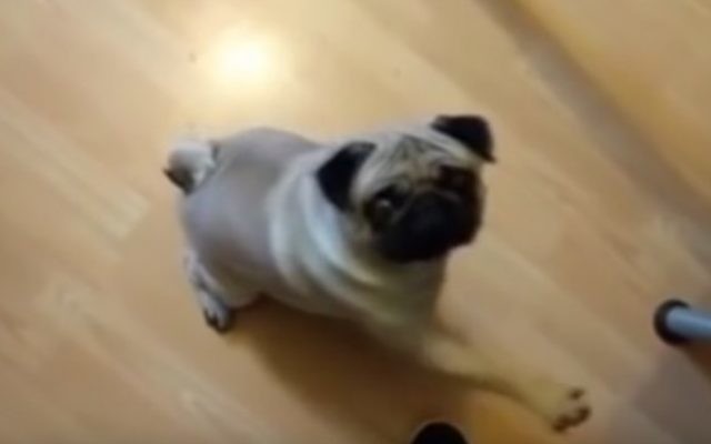 Buddha, un chien écossais dont le maître lui a appris a lever la patte droite au son de "Sieg heil". (Crédit : capture d'écran YouTube/Count Dankula) Buddha, un chien écossais dont le maître lui a appris a lever la patte droite au son de "Sieg heil". (Crédit : capture d'écran YouTube/Count Dankula)