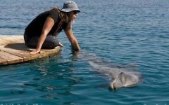 Dolphin Reef (Crédit : Facebook/Dolphin Reef - Eilat)