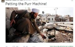 Un combattant djihadiste s'arrête pour caresser un chaton dans une nouvelle photo de propagande, mai 2016 (Capture d'écran Twitter)