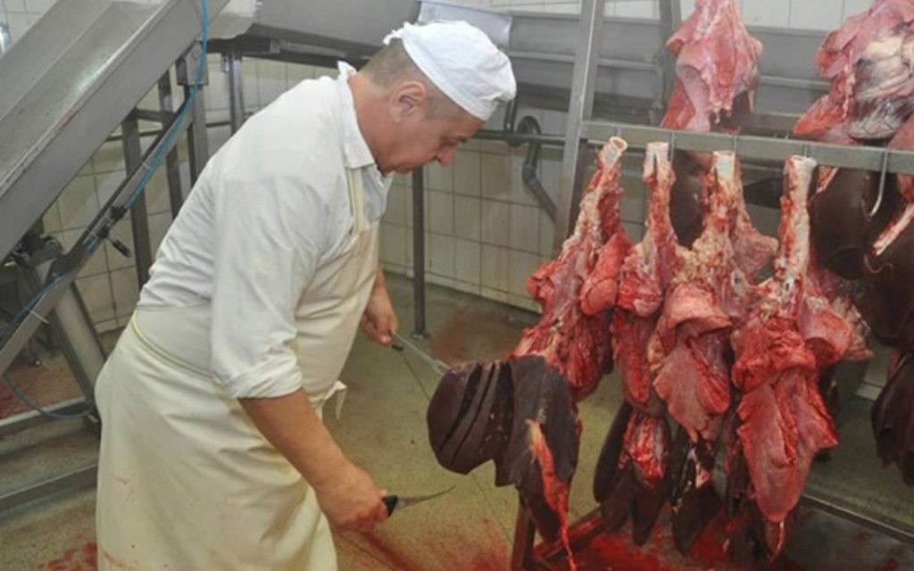 Abattage rituel à l'abattoir de Zaklady Miesne Mokobody près de Varsovie, en 2011. Illustration. (Crédit : Autorisation de Zaklady Miesne Mokobody via JTA) Abattage rituel à l'abattoir de Zaklady Miesne Mokobody près de Varsovie, en 2011. Illustration. (Crédit : Autorisation de Zaklady Miesne Mokobody via JTA)
