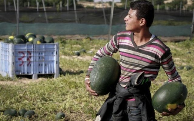 Un fermier palestinien récolte des pastèques dans le sud de la bande de Gaza, le 9 mai 2015. (Crédit : Abed Rahim Khatib/Flash90)