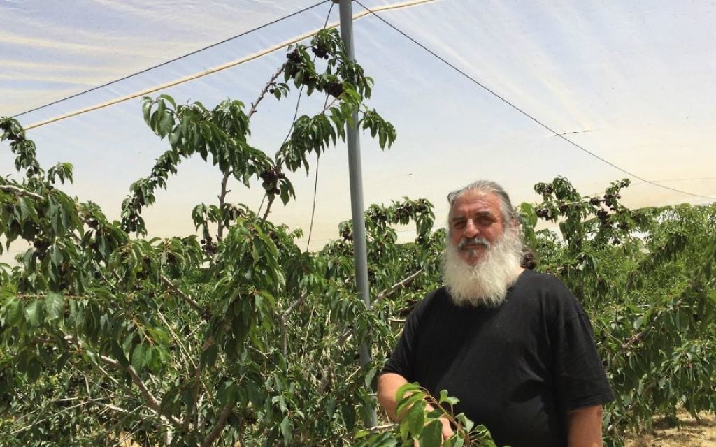 Roni Dotan et ses cerises, soigneusement cultivées depuis 14 ans au Kibboutz Ramat Rachel (Photo: Jessica Steinberg / Times of Israel) Roni Dotan et ses cerises, soigneusement cultivées depuis 14 ans au Kibboutz Ramat Rachel (Photo: Jessica Steinberg / Times of Israel)
