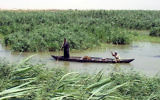 Un homme dans les marais du sud de l'Irak. (Crédit : Domaine public/Wikimedia Commons)