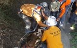 Johnny, bulldog de 65 kilos, a eu les pattes brûlées du fait de la chaleur et a dû être transporté sur une civière sur 4 km (Crédit : Facebook)