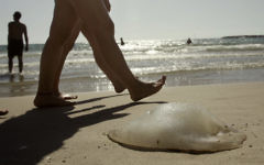 Des méduses mortes sur la plage (Crédit : Uri Lenz / Flash90)