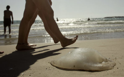 Des méduses mortes sur la plage (Crédit : Uri Lenz / Flash90)