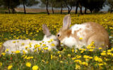 Des lapins sauvages au Kibbutz Magen, dans le sud d'Israël, le 26 août 2013 (Crédit : Dudu Greenspan / Flash90)
