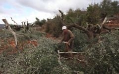 Un Palestinien inspecte les dégâts sur ses oliviers qui auraient été coupés par des résidents d'implantation en octobre 2013 (Issam Rimawi/Flash90)