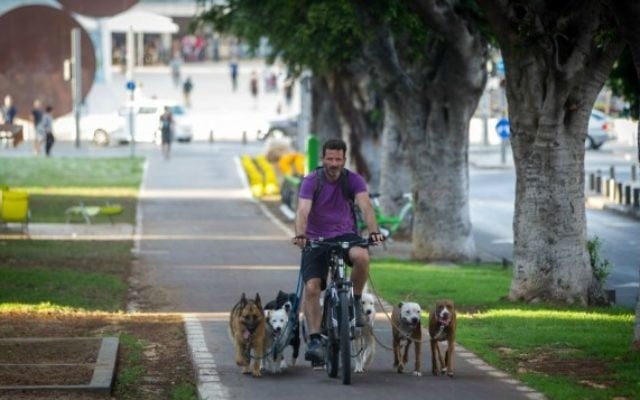 Un 'promeneur' de chiens professionnel sur le boulevard Rothschild de Tel Aviv. (Crédit : Nati Shochat/Flash 90)