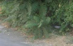 Dans une vidéo publiée par l'association de défense des droits de l'Homme de gauche B'Tselem, un garde-frontière semble prendre le vélo d'une petite fille palestinienne de 8 ans et le cacher dans des buissons, à Hébron, le 25 juillet 2016. (Crédit : capture d'écran B'Tselem)