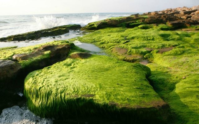 La plage de Nahariya, sur le rivage de la ville de Galilée occidentale. (Crédit : Nati Shochat/Flash 90)