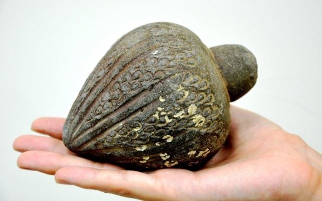 Une grenade à main qui serait vieille de centaines d'années, a récemment été donnée à l'AAI, dans une photo publié le 22 août 2016 (Crédit : Amir Gorzalczany / Israel Antiquities Autorities) Une grenade à main qui serait vieille de centaines d'années, a récemment été donnée à l'AAI, dans une photo publié le 22 août 2016 (Crédit : Amir Gorzalczany / Israel Antiquities Autorities)