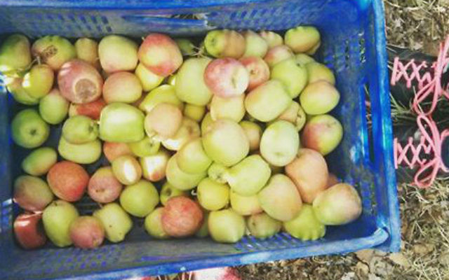 Illustration d'une cage de fruits cueillis par Leket (Crédit : autorisation) Illustration d'une cage de fruits cueillis par Leket (Crédit : autorisation)