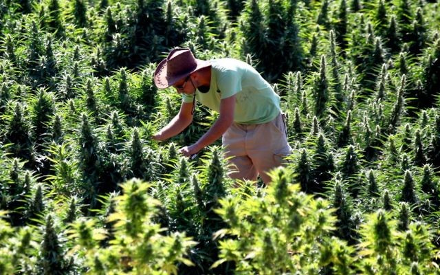Un travailleur s'occupant des plants de cannabis dans une installation de la société Tikkun Olam près de la ville de Safed (Crédit : Abir Sultan / flash 90) Un travailleur s'occupant des plants de cannabis dans une installation de la société Tikkun Olam près de la ville de Safed (Crédit : Abir Sultan / flash 90)