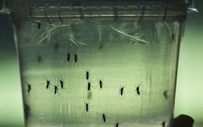 Des moustiques Aedes aegypti, qui transmettent entre autres le virus Zika, dans un laboratoire de l'Institut de sciences biomédicales de l'université de Sao Paulo, au Brésil, le 8 janvier 2016. (Crédit : AFP/Nelson Almeida)