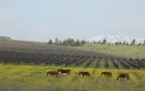 Vignes sur le plateau du Golan (Crédit : autorisation)