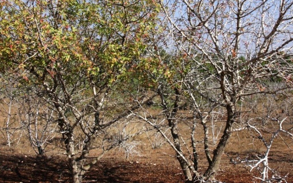La "zone d'acclimatation" de la forêt Komemiyut, développé pour faire face à la faible quantité de précipitations de la région (Crédit : Shmuel Bar-Am)