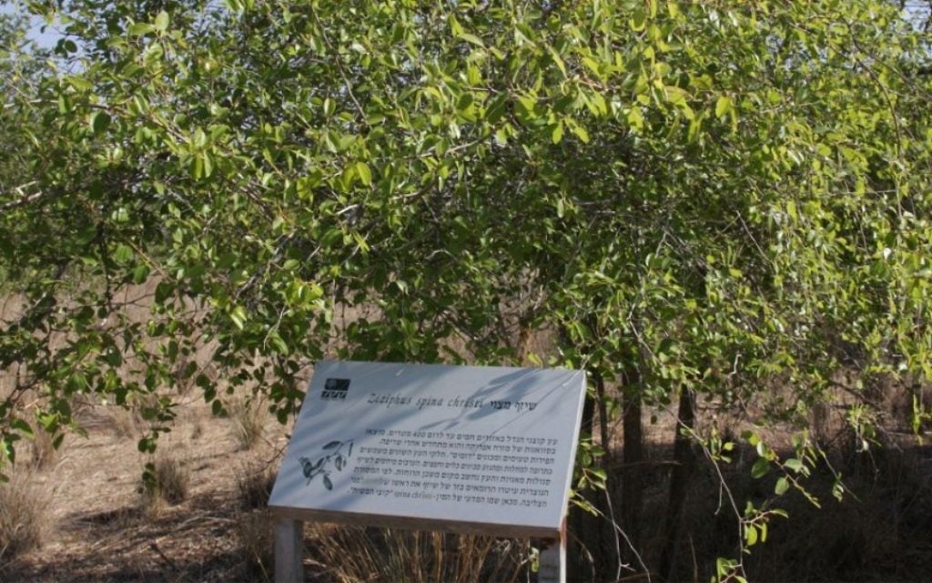 Le jujubier, utilisé pour fabriquer la couronne d'épines portée par Jésus (Crédit : Shmuel Bar-Am)