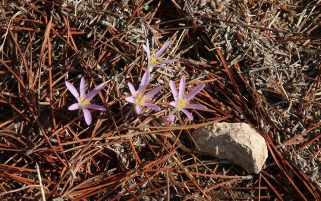 Des Crocus qui parsèment la Forêt de Komemiyut (Crédit : Shmuel Bar-Am)