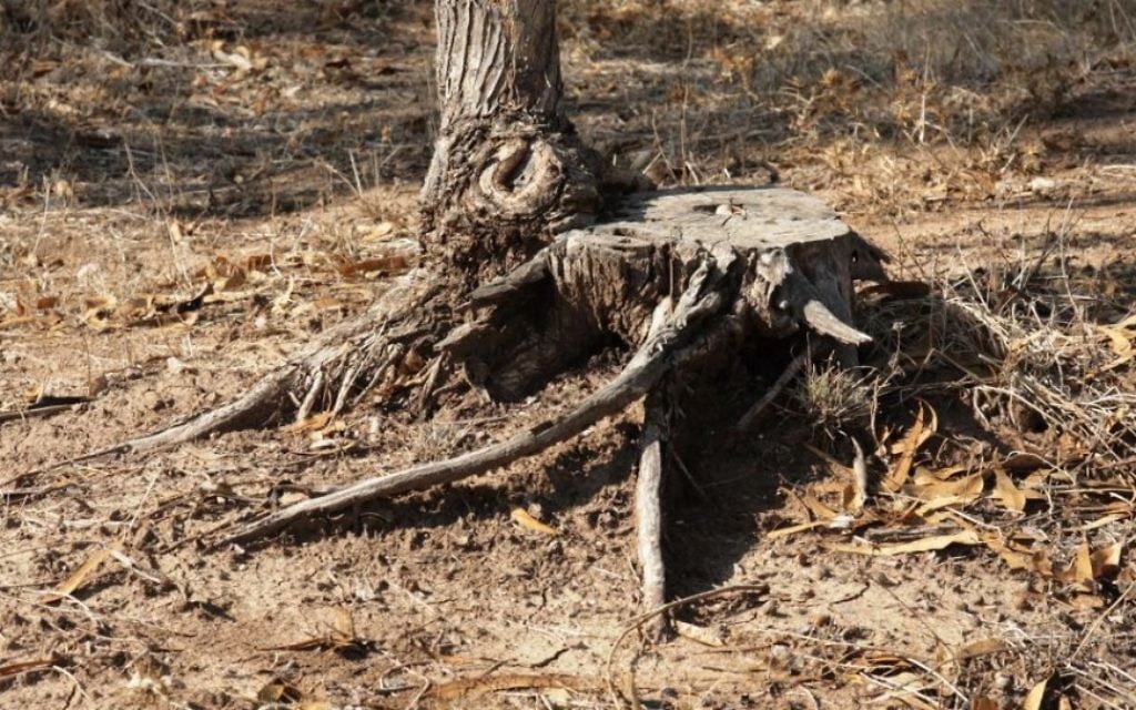 La racine d'un arbre d'eucalyptus, coupé pour un usage industriel (Crédit : Shmuel Bar-Am)