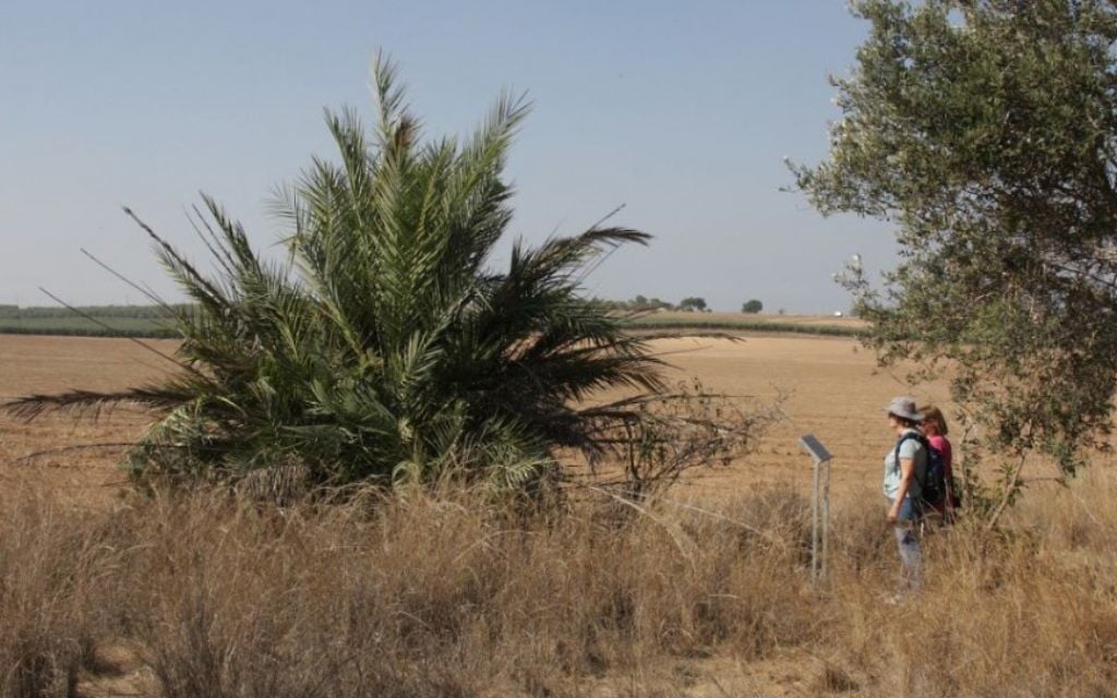 Des dattiers,des arbres et des vignes bordent le chemin à travers la forêt Komemiyut (Crédit : Shmuel Bar-Am)