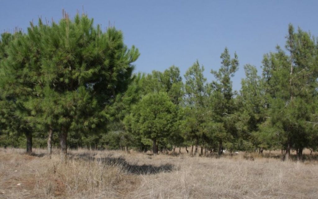 Le bosquet de pins dans la Forêt de Komemiyut. (Crédit : Shmuel Bar-Am)