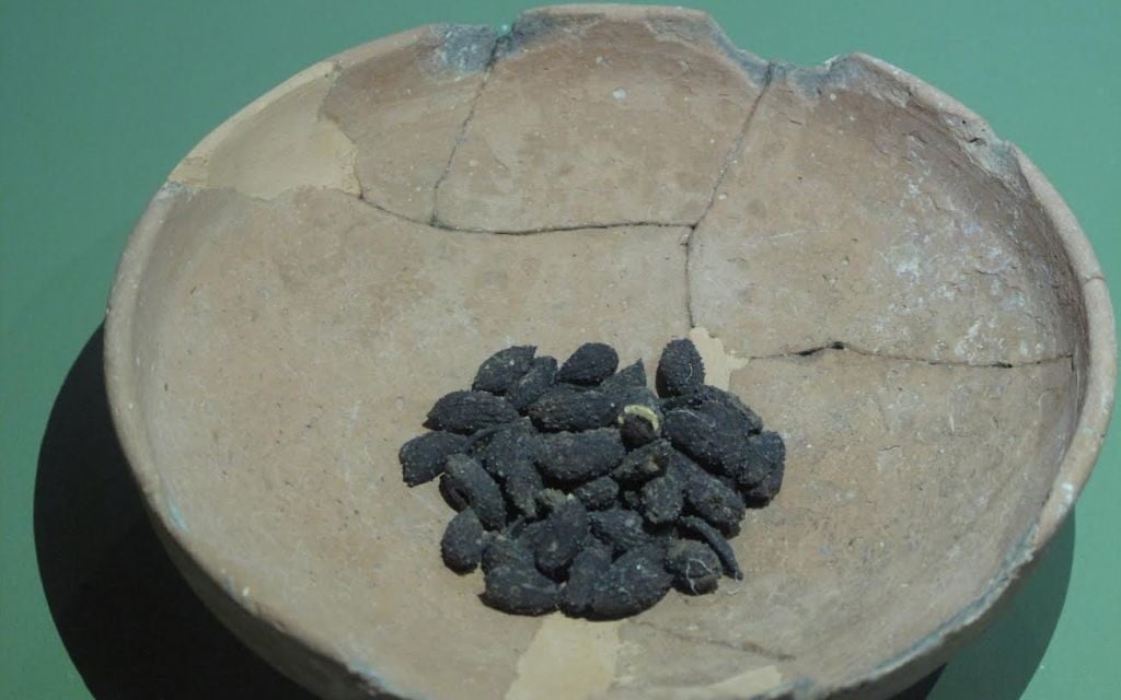 Des noyaux d'olives carbonisées de Khirbet Qeiyafa exposés au Bible Lands Museum, en septembre 2016 (Crédit : Lands Oded Antman / Bible Museum) Des noyaux d'olives carbonisées de Khirbet Qeiyafa exposés au Bible Lands Museum, en septembre 2016 (Crédit : Lands Oded Antman / Bible Museum)