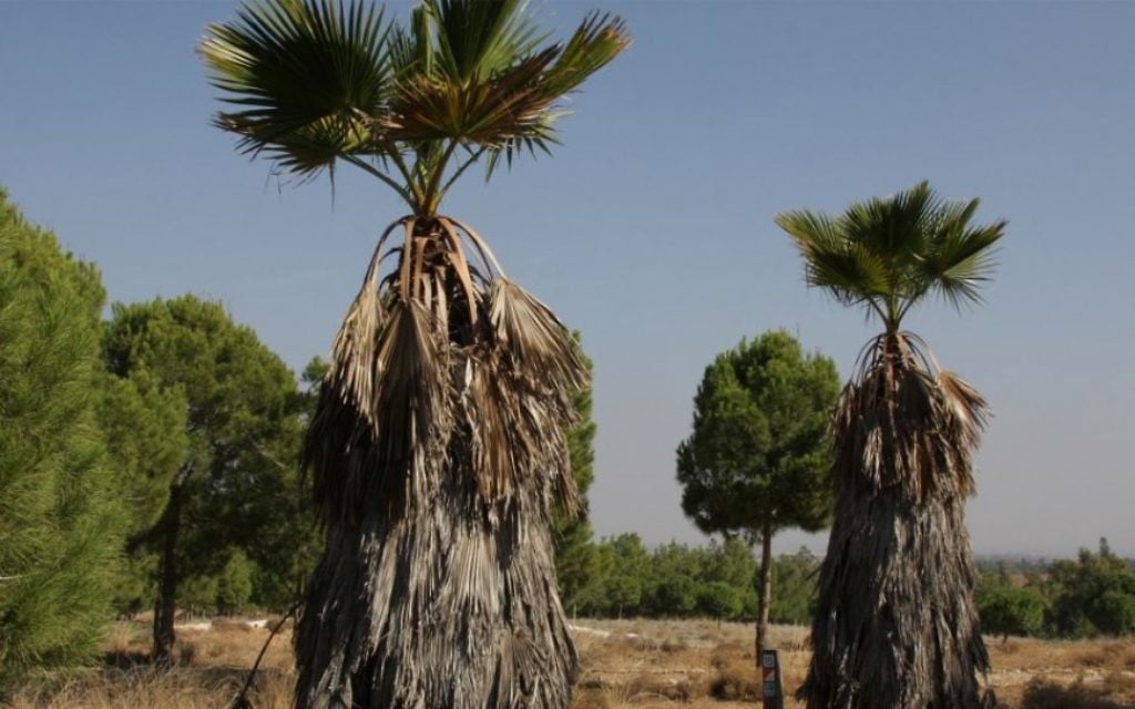 Des palmiers exotiques qui bordent le chemin de la carrière dans la forêt (Crédit : Shmuel Bar-Am)