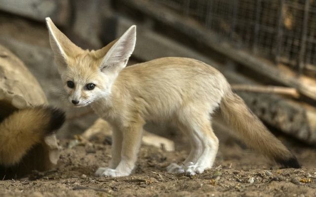 Un fennec (Vulpes zerda) âgé de sept semaines au zoo de Ramat Gan, près de Tel Aviv, le 6 novembre 2016. (Crédit : AFP/Jack Guez)
