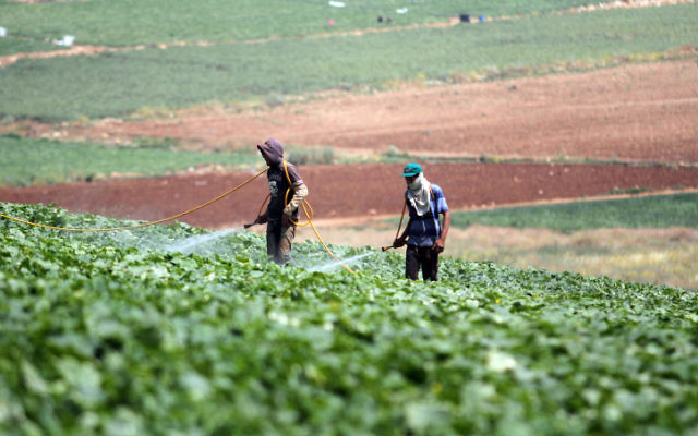 Un champ agricole en en Israël, en mai 2013 (Crédit : Issam Rimawi / Flash90)