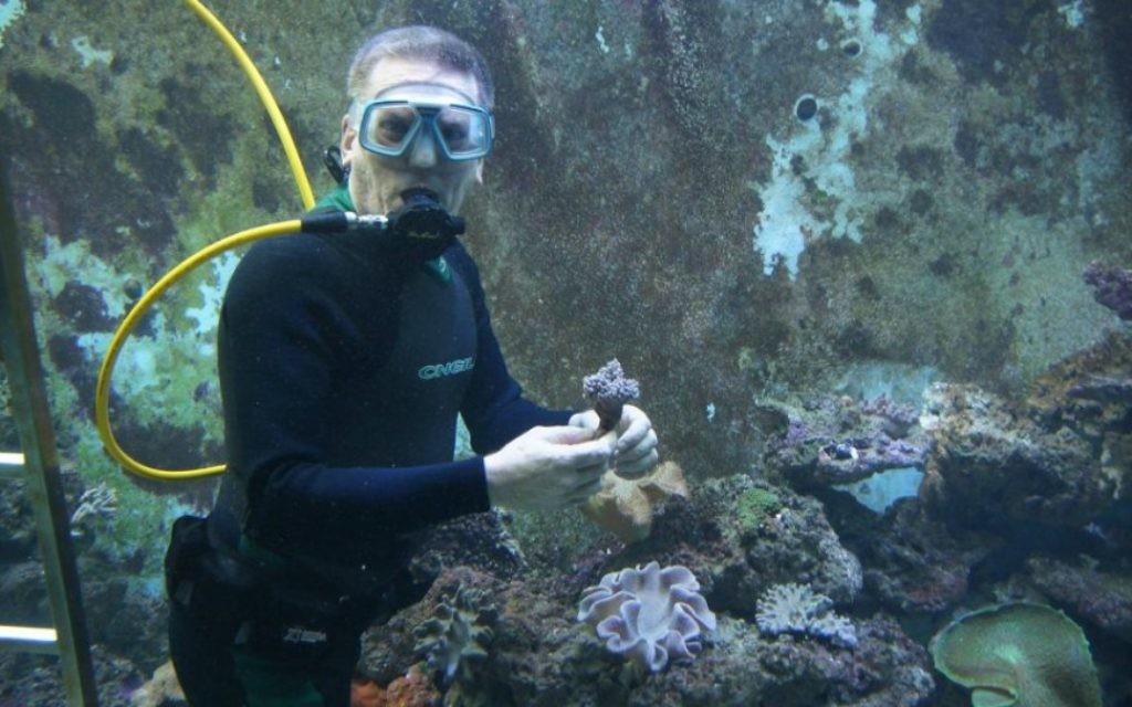 Eli Fruchter installe des coraux dans l'aquarium en février 2013. (Crédit : Facebook/Eli's 10 000 Gallon Reef Aquarium)