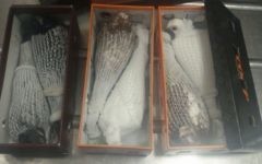 Des pigeons ouzbèques rares fourrés dans des boites à chaussures ont été découverts à l'aéroport de Ben Gurion dans la valise d'un passager de retour d'Allemagne. (Crédit : Ministère de l'Agriculture)