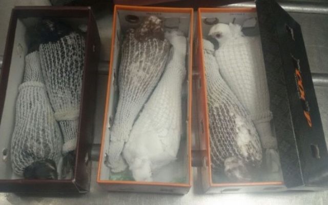 Des pigeons ouzbèques rares fourrés dans des boites à chaussures ont été découverts à l'aéroport de Ben Gurion dans la valise d'un passager de retour d'Allemagne. (Crédit : Ministère de l'Agriculture) Des pigeons ouzbèques rares fourrés dans des boites à chaussures ont été découverts à l'aéroport de Ben Gurion dans la valise d'un passager de retour d'Allemagne. (Crédit : Ministère de l'Agriculture)