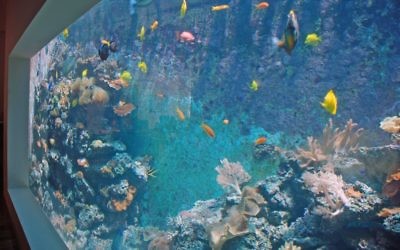 L'aquarium vu du salon. (Crédits : Miriam Nahum/Times of Israel)