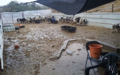 Des pluies torrentielles ont détruit l'abri temporaire de quarantaine des 100 moutons de Jacob venus du Canada, le 18 décembre 2016. (Crédit : Gil Lewinsky)